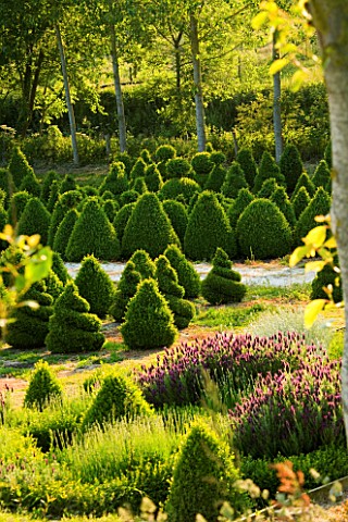 BELLAMONT_TOPIARY__DORSET_TOPIARY_AND_FRENCH_LAVENDER