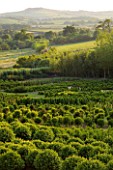 BELLAMONT TOPIARY  DORSET: THE TOPIARY NURSERY IN EVENING LIGHT WITH COUNTRYSIDE BEYOND