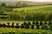 BELLAMONT TOPIARY  DORSET: THE TOPIARY NURSERY IN EVENING LIGHT WITH COUNTRYSIDE BEYOND