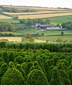 BELLAMONT TOPIARY  DORSET: THE TOPIARY NURSERY IN MORNING LIGHT WITH THE COUNTRYSIDE BEYOND
