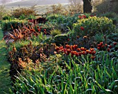 PETTIFERS  OXFORDSHIRE: DAWN LIGHT ON SPRING BORDER WITH PHORMIUMS  EUPHORBIA FERN COTTAGE AND TULIP ABU HASSAN