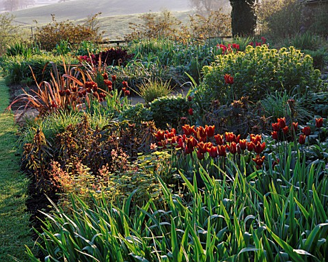 PETTIFERS__OXFORDSHIRE_DAWN_LIGHT_ON_SPRING_BORDER_WITH_PHORMIUMS__EUPHORBIA_FERN_COTTAGE_AND_TULIP_