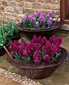 RICKYARD BARN  NORTHAMPTONSHIRE: COPPER CONTAINERS ON STEPS IN SPRING PLANTED WITH HYACINTH PURPLE PASSION AND HYACINTH WOODSTOCK