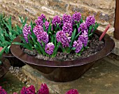 RICKYARD BARN  NORTHAMPTONSHIRE: COPPER CONTAINER ON STEP IN SPRING PLANTED WITH HYACINTH PURPLE PASSION