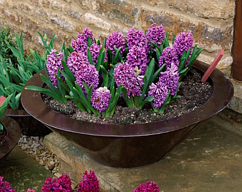 RICKYARD_BARN__NORTHAMPTONSHIRE_COPPER_CONTAINER_ON_STEP_IN_SPRING_PLANTED_WITH_HYACINTH_PURPLE_PASS