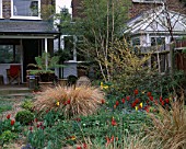 LISETTE PLEASANCE GARDEN  LONDON: VIEW TO THE HOUSE WITH GRAVEL  STIPA ARUNDINACEA AND TULIPS WESTPOINT AND QUEEN OF SHEBA