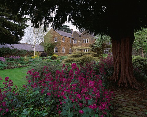 PETTIFERS__OXFORDSHIRE_VIEW_TO_THE_HOUSE_IN_SPRING_WITH_LUNNARIA_ANNUA