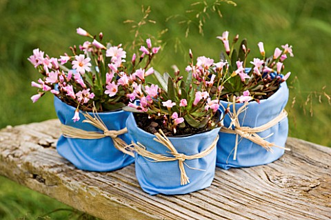 DESIGNER_CLARE_MATTHEWS_FLOWERS_IN_CONTAINERS_WRAPPED_IN_BLUE_MATERIAL_WITH_RAFFIA_BOWS