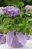 DESIGNER CLARE MATTHEWS: BLUE HYDRANGEA ON TABLE WITH PINK LILAC GINGHAM MATERIAL WRAP