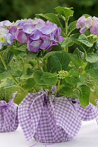 DESIGNER_CLARE_MATTHEWS_BLUE_HYDRANGEA_ON_TABLE_WITH_PINK_LILAC_GINGHAM_MATERIAL_WRAP