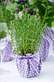 DESIGNER CLARE MATTHEWS: LAVENDER PLANT IN CONTAINER WRAPPED WITH LILAC GINGHAM MATERIAL