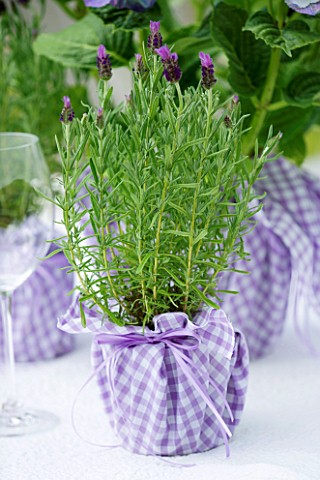DESIGNER_CLARE_MATTHEWS_LAVENDER_PLANT_IN_CONTAINER_WRAPPED_WITH_LILAC_GINGHAM_MATERIAL