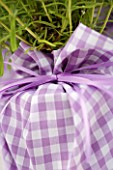 DESIGNER CLARE MATTHEWS: LAVENDER PLANT IN CONTAINER WRAPPED WITH LILAC GINGHAM MATERIAL