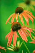 ECHINACEA SUNSET