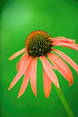 ECHINACEA SUNSET