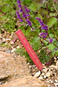 RICKYARD BARN GARDEN  NORTHAMPTONSHIRE: SALVIA VERTICILLATA SMOULDERING TORCHES WITH WOODEN PLANT LABEL PAINTED RED WITH GOLD LETTERING
