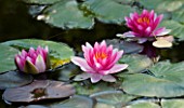 WATERLILY (NYMPHAEA)