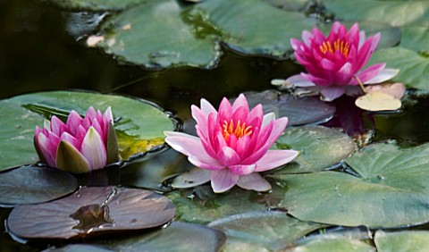 WATERLILY_NYMPHAEA