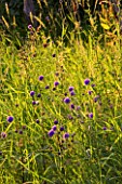 DESIGNER: CLARE MATTHEWS - WILDFLOWER MEADOW AT DAWN WITH SCABIOUS