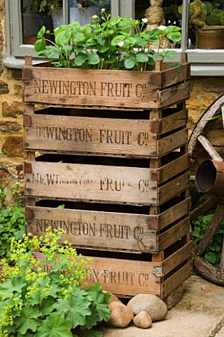 DESIGNER_BARBARA_CHARLESWORTH__STRAWBERRIES_PLANTED_IN_A_STACK_OF_WOODEN_FRUIT_BOXES