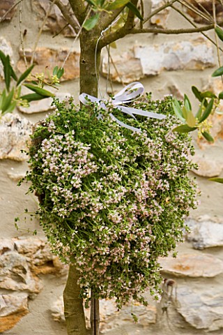 DESIGNER_CLARE_MATTHEWS__THYME_HEART_PROJECT__THME_HEART_IN_FULL_FLOWER_HANGING_ON_OLIVE_TREE_ON_PAT