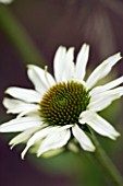 DESIGNER: CLARE MATTHEWS - PLANTING PROJECT - ECHINACEA PURPUREA ALBA