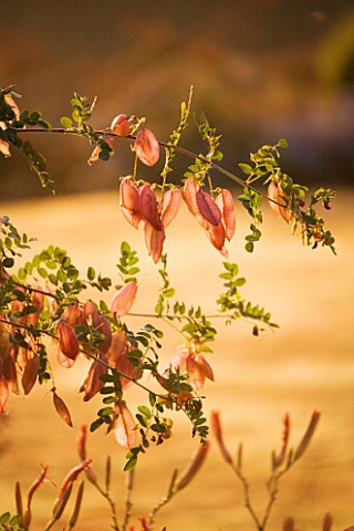 PETTIFERS__OXFORDSHIRE_SEED_PODS_OF_COLUTIA_MEDIA_IN_EARLY_MORNING_SUNSHINE