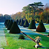TOPIARY CONES FORM THE YEW ALLEE ON THE YEW TERRACE LINED BY SPRING-FED WATER RILLS. IN THE BACKGROUND IS A CEDAR OF LEBANON. PARNHAM HOUSE GARDEN  DORSET