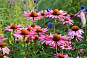 PETTIFERS  OXFORDSHIRE: ECHINACEA PURPUREA