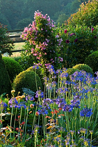 PETTIFERS__OXFORDSHIRE_THE_PARTERRE_WITH_CLIPPED_BOX__AGAPANTHUS_HEADBOURNE_HYBRIDS_AND_CLEMATIS_ALI