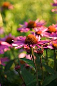 PETTIFERS  OXFORDSHIRE: ECHINACEA PURPUREA