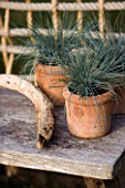 DESIGNER CLARE MATTHEWS: ROPE SCREEN HIDEAWAY - DETAIL OF WOODEN TABLE  TERRACOTTA CONTAINERS WITH FESTUCA GLAUCA AND DRIFTWOOD