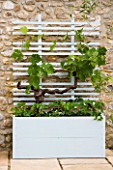 DESIGNER: CLARE MATTHEWS - MOBILE FRUIT SCREEN - CONTAINER AND TRELLIS SCREEN WITH VINE AND STRAWBERRIES BESIDE A WALL ON PATIO
