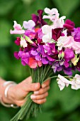 DESIGNER: CLARE MATTHEWS - FRESHLY PICKED SWEET PEAS FROM THE POTAGER
