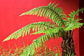 DESIGNERS WYNNIAT- HUSEY CLARKE: SOFT TREE FERN - DICKSONIA ANTARCTICA GROWING IN FRONT OF A RED RENDERED WALL