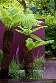 DESIGNERS WYNNIAT- HUSEY CLARKE: SOFT TREE FERN - DICKSONIA ANTARCTICA GROWING IN FRONT OF AN AUBERGINE  PURPLE PAINTED RENDERED WALL