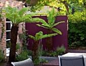 DESIGNERS WYNNIAT- HUSEY CLARKE: SOFT TREE FERN - DICKSONIA ANTARCTICA GROWING IN FRONT OF AN AUBERGINE  PURPLE PAINTED RENDERED WALL