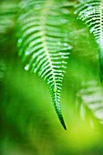 RAINDROPS ON THE LEAF OF THE SOFT TREE FERN - DICKSONIA ANTARCTICA. FRESH  GREEN  GROWTH  WATER  ENVIRONMENT  MOISTURE