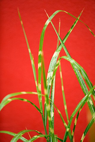 DESIGNERS_WYNNIAT_HUSEY_CLARKETHE_LEAVES_OF_MISCANTHUS_SINENSIS_ZEBRINUS_IN_FRONT_OF_RED_PAINTED_WAL