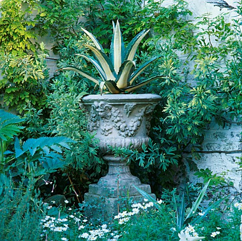 AN_AGAVE_AMERICANA_IN_A_CONTAINER_AT_17_FULHAM_PARK_GARDENS___LONDON_DESIGNER_ANTHONY_NOEL