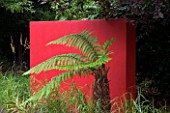 DESIGNERS WYNNIAT- HUSEY CLARKE:THE SOFT TREE FERN  DICKSONIA ANTRCTICA  IN FRONT OF RED PAINTED WALL