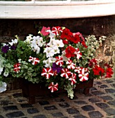 WOODEN TROUGH OVERFLOWING WITH COLOURFUL PETUNIAS AND HELICHRYSUM