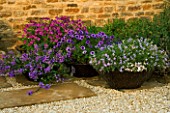 RICKYARD BARN  NORTHAMPTONSHIRE: CONTAINERS IN THE GRAVEL GARDEN PLANTED WITH PETUNIA FRENZY BLUE VEIN  MAUVE VERBENA  NICOTIANA AND BLUE STAR CREEPER BLUE STARS - ANNUALS