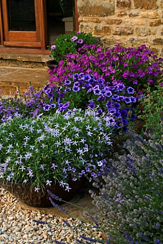 RICKYARD_BARN__NORTHAMPTONSHIRECONTAINERS_BESIDE_THE_BARN_PLANTED_WITH_PETUNIA_FRENZY_BLUE_VEIN__NIC