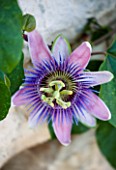 PURPLE PASSION FLOWER ON STONE WALL IN GINA PRICES CORFU GARDEN.