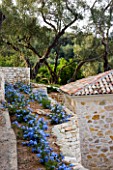 PLUMBAGO RUNS ALONG TOP OF DRY STONE WALLING ON TERRACES IN GINA PRICES CORFU GARDEN.