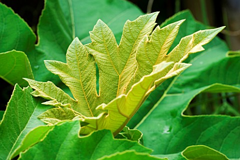 DETAIL_OF_NEW_EMERGING_LEAVES_OF_TETRAPANAX_PAPYRIFER__AGM_RICE_PAPER_PLANT_KATHY_TAYLORS_SMALL_TOWN