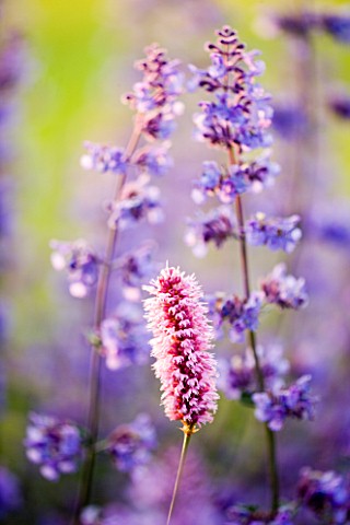 RICHARD_JACKSONS_GARDEN_DESIGNED_BY_CLARE_MATTHEWS__PERSICARIA_AND__NEPETA_WALKERS_LOW