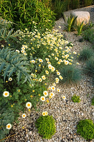 RICHARD_JACKSONS_GARDEN_DESIGNED_BY_CLARE_MATTHEWS__GRAVEL_BORDER_WITH_CARDOONS_AND_ANTHEMIS_SAUCE_H
