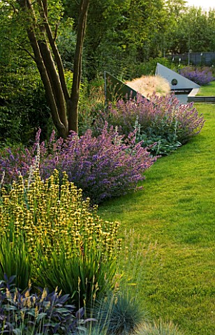 RICHARD_JACKSONS_GARDEN_EVENING_LIGHT_ON_LAWN_AND_BORDER_PLANTED_WITH_NEPETA_WALKERS_LOW__SISYRINCHI